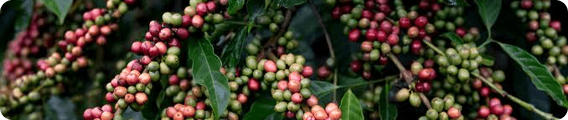 Jampit Arabica Coffee Region